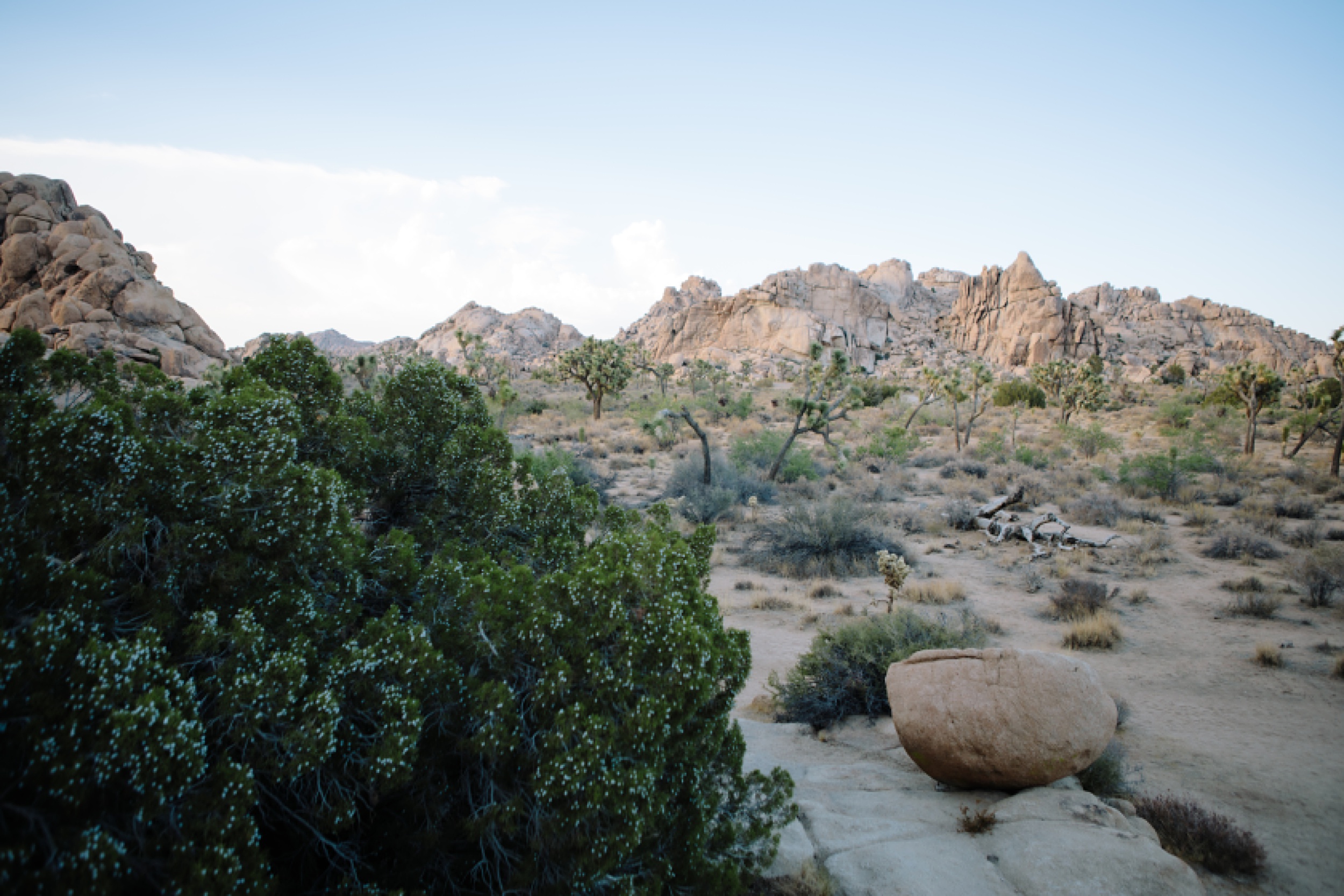 Natasha-and-Ricky-43 Natasha and Ricky's Tranquil Desert Elopement in Joshua Tree, California