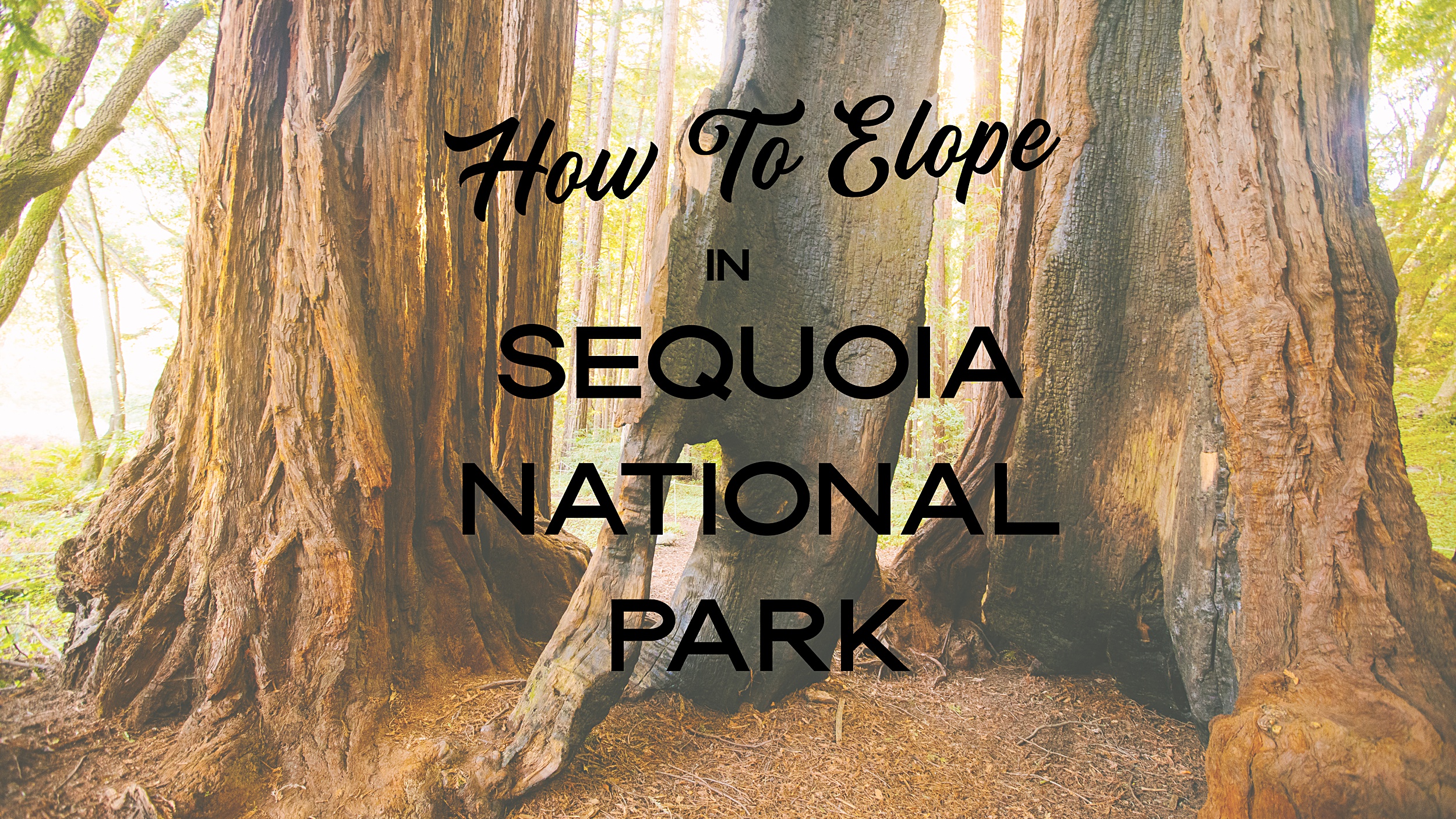Sequoia-elopement-guide-1 How to have the Ultimate Sequoia National Park Elopement