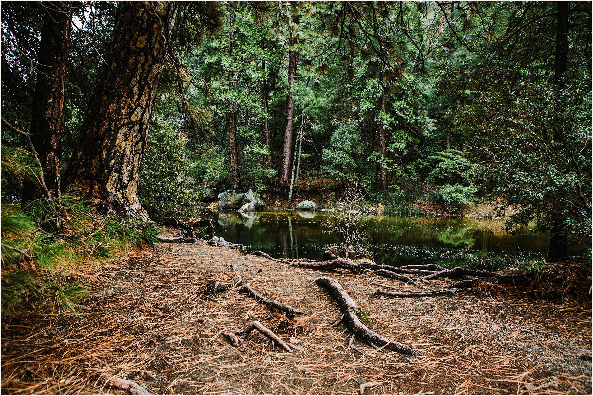 Yosemite-Elopement-Photographer_0005 The Best Outdoor Yosemite Wedding Locations for your 2023 Elopement