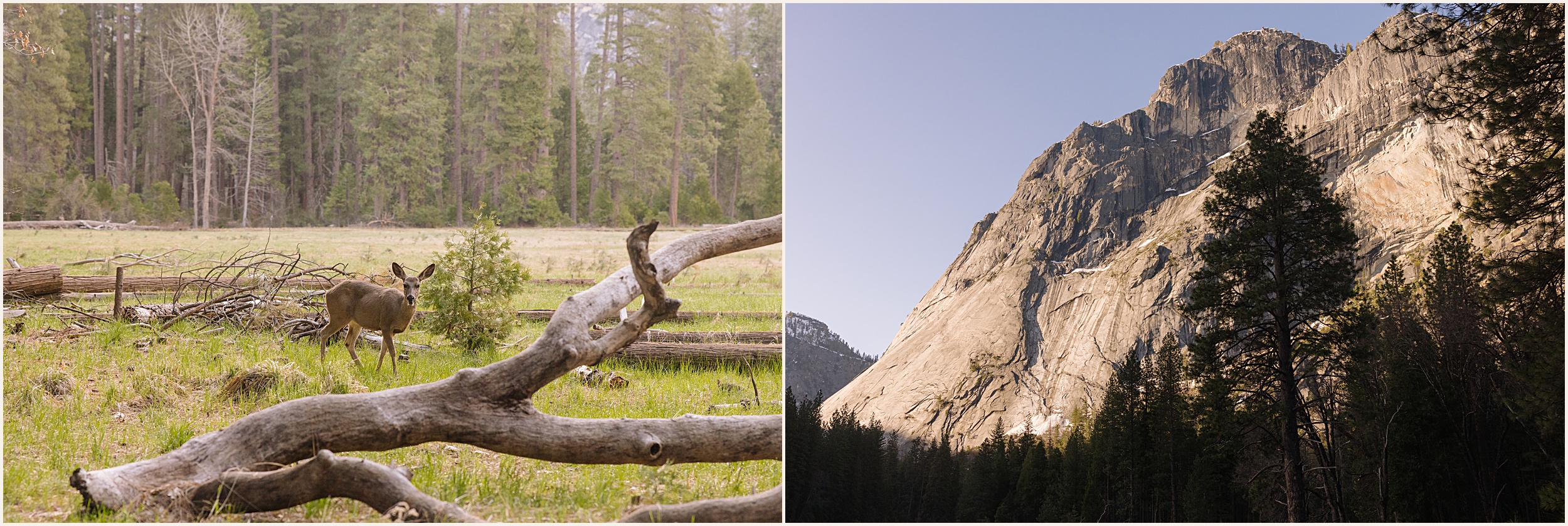 Leslie-and-Matt-149 Beautiful Spring Yosemite Elopement // Leslie & Matt