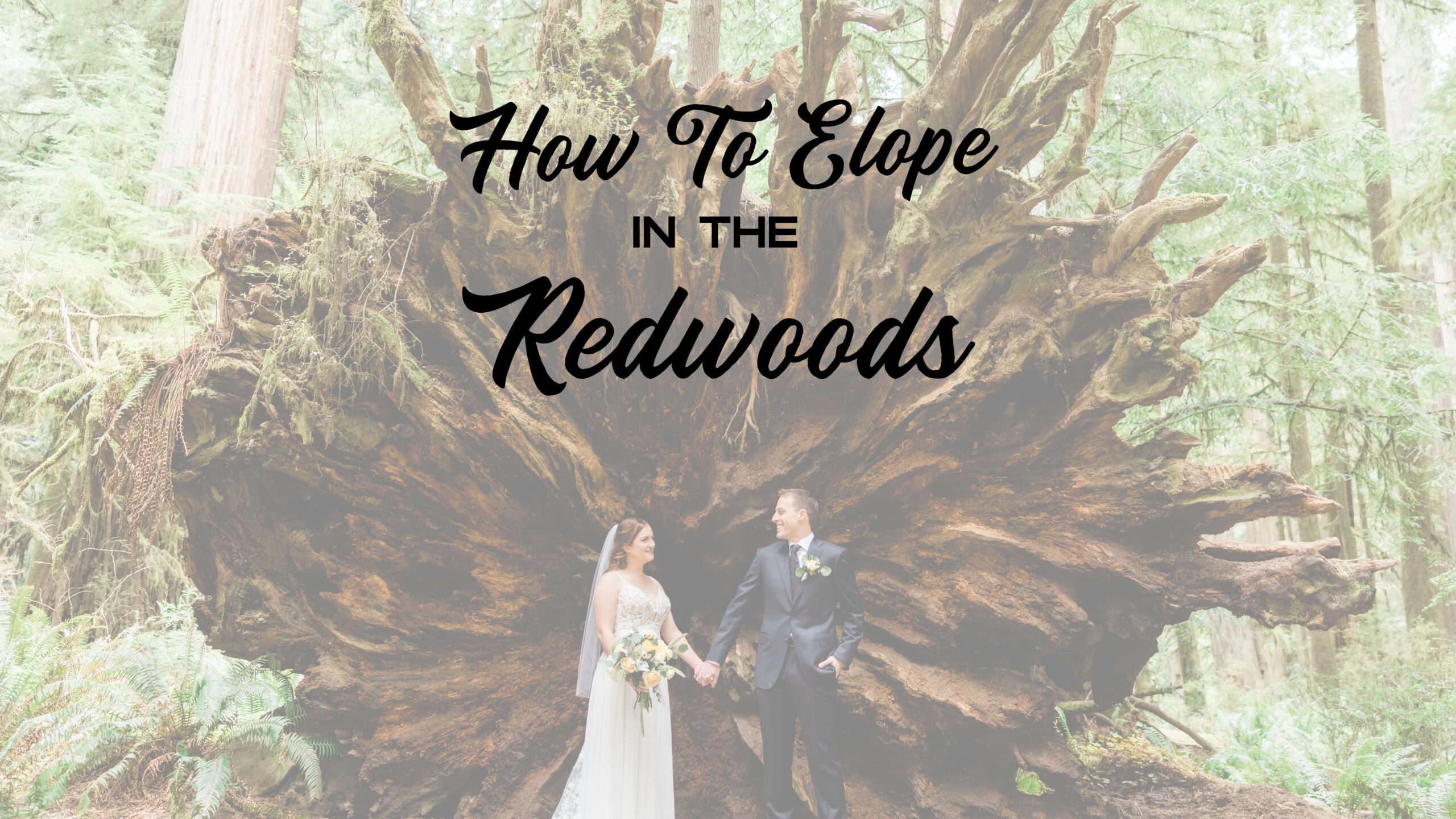 Redwood-Guide-scaled How to Plan Your Dream California Redwood Elopement: A Step-by-Step Guide