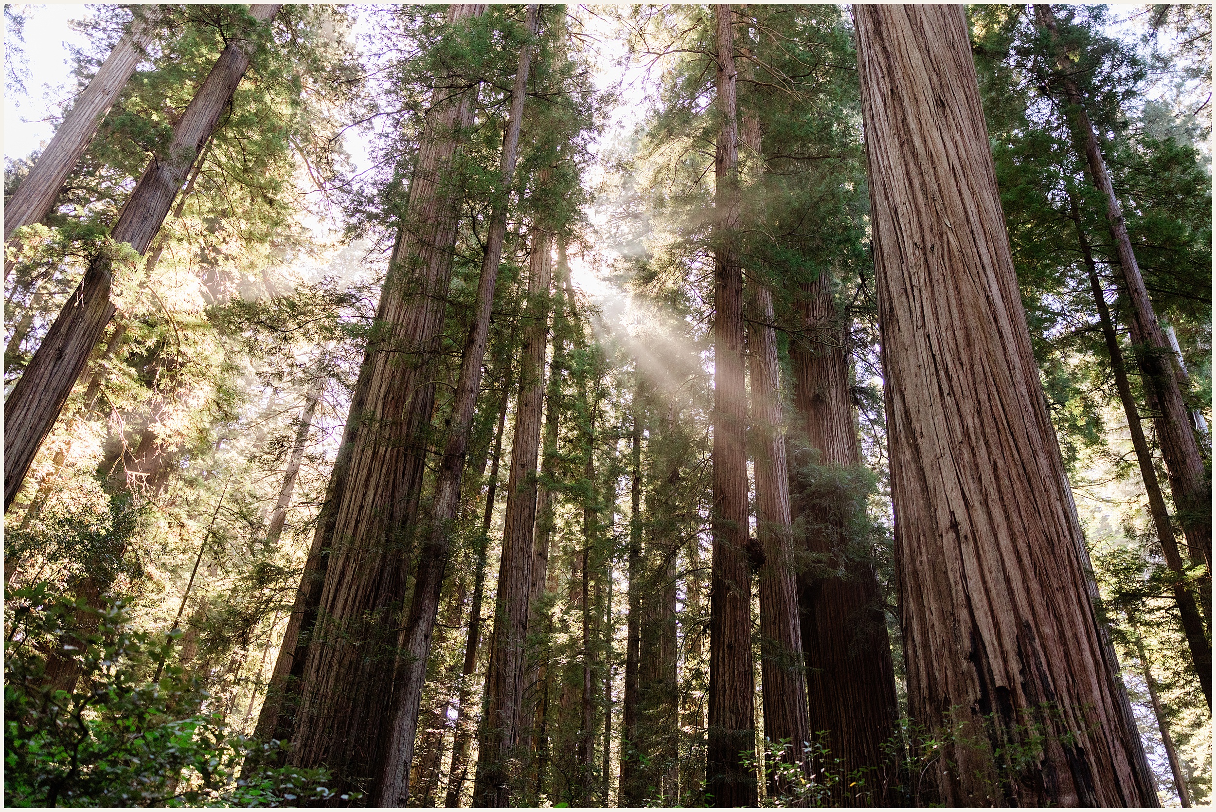 Redwood-Elopement_Emily-and-Jon_0018 Redwood National Park Elopement // Emily and Jon