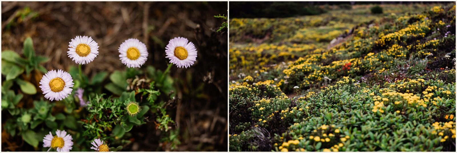 Skye-and-Andrew_two-day-elopement_0111-1600x1071 Adventure Weddings + Elopements Skye-and-Andrew_two-day-elopement_0111-1600x1071 Two Day Elopement In Big Sur