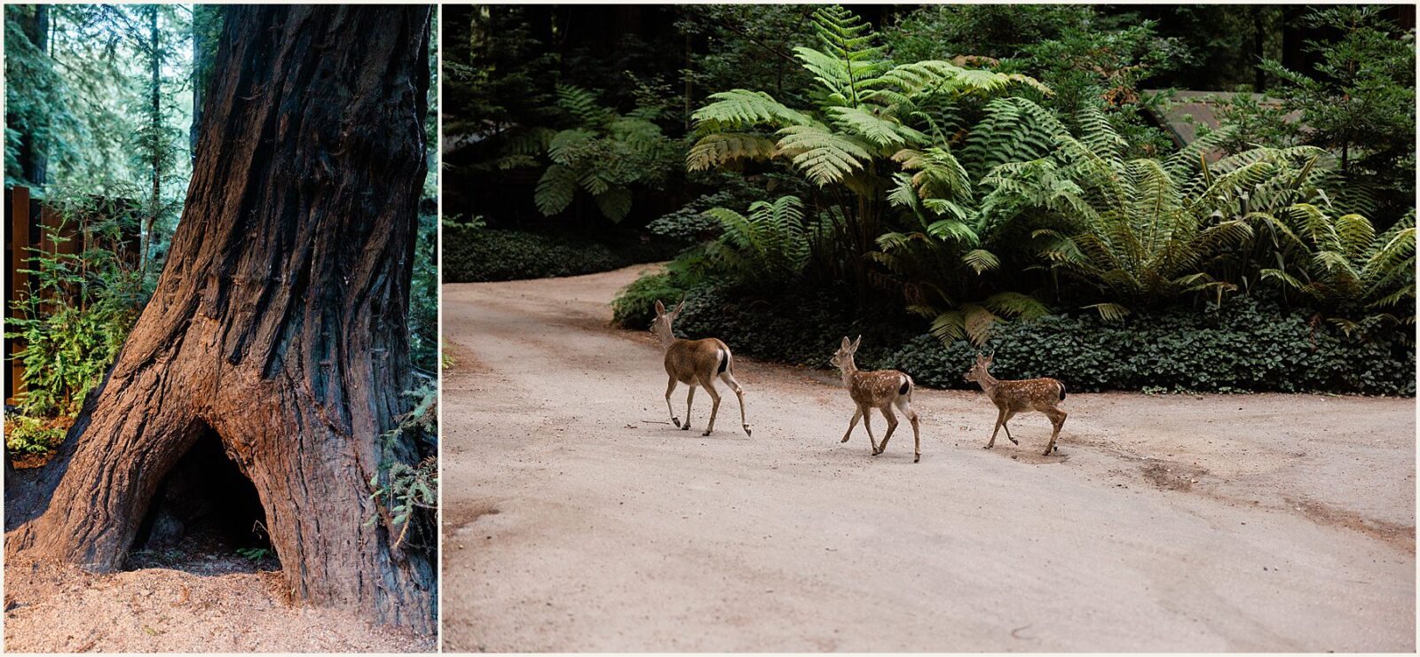 eloping-with-kids_kaite-and-zach_0088-1600x1071 Eloping With Kids | Big Sur Elopement