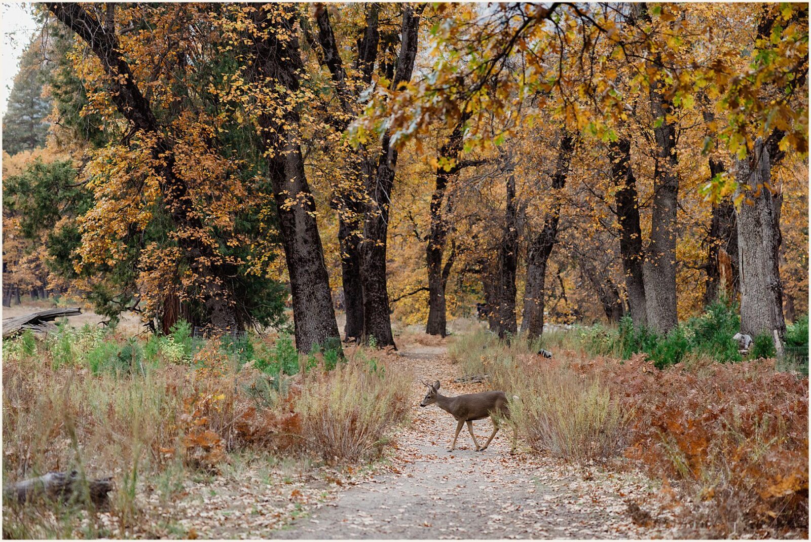 floral-embroidered-wedding-dress_Lisa-and-Ulysses_0080-1600x1070 Floral Embroidered Wedding Dress | Autumn Yosemite Elopement
