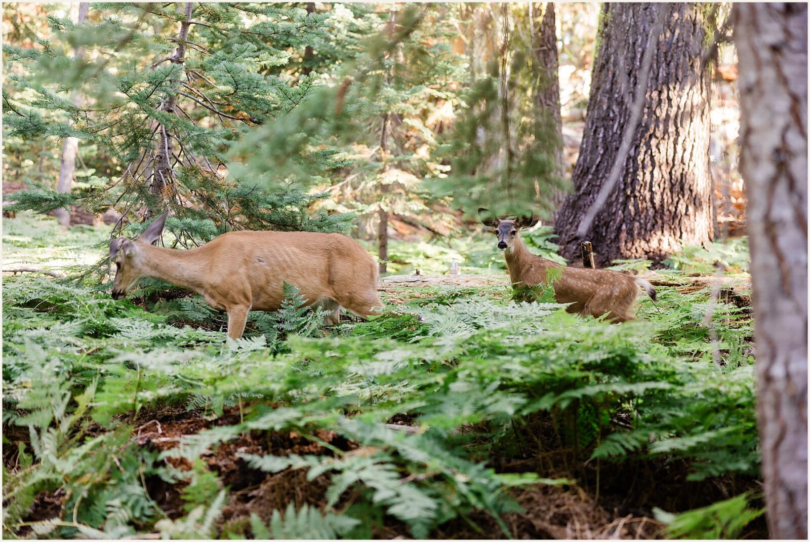 glacier-point-elopement_kat-and-ryan_0013-1600x1070 Glacier Point Elopement In Yosemite With Family