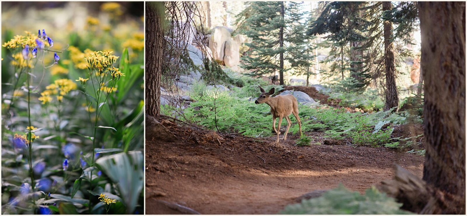 intimate-Yosemite-elopement_ryann-and-enrique_0052-1600x1070 Intimate Yosemite Elopement in Summer