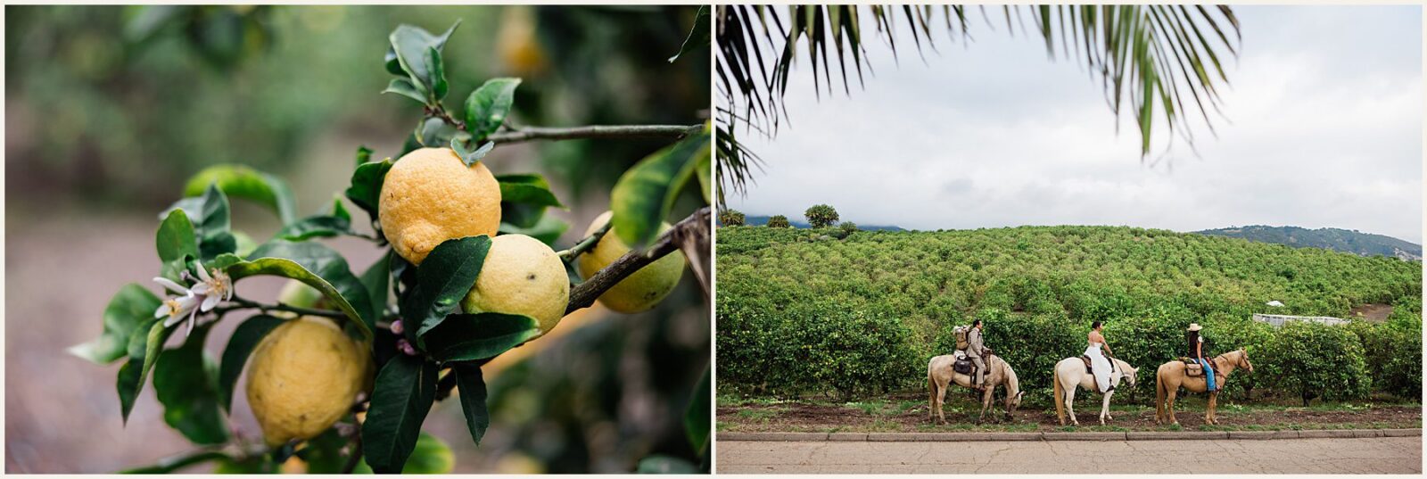 Santa-Barbara-Horseback-Riding-Elopement_Jenn-and-Jeff_0062-1600x1069 Santa Barbara Horseback Riding Elopement